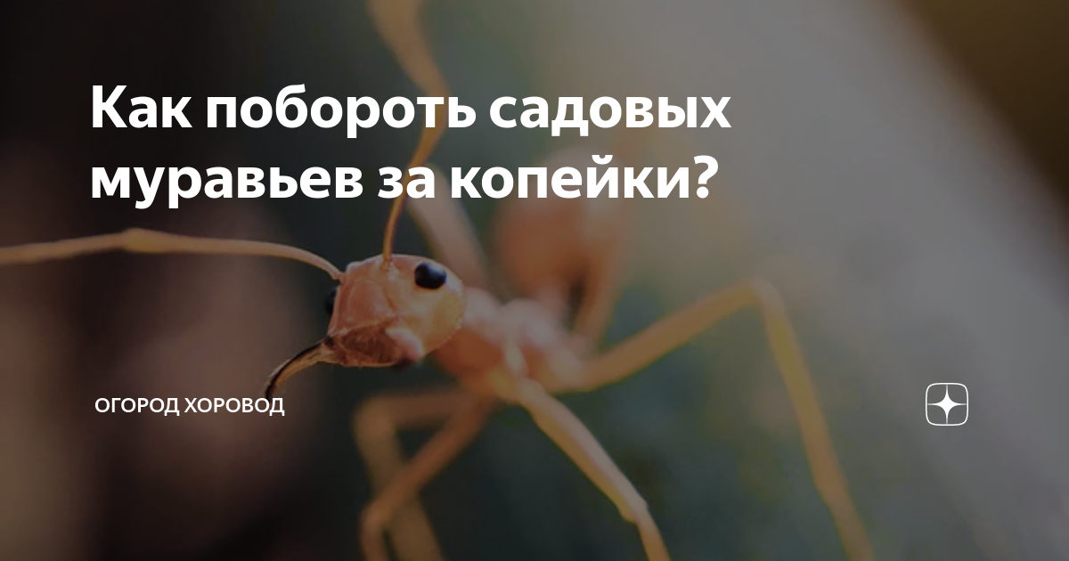 Как навсегда избавиться от муравьёв в теплице: народные средства борьбы и химия