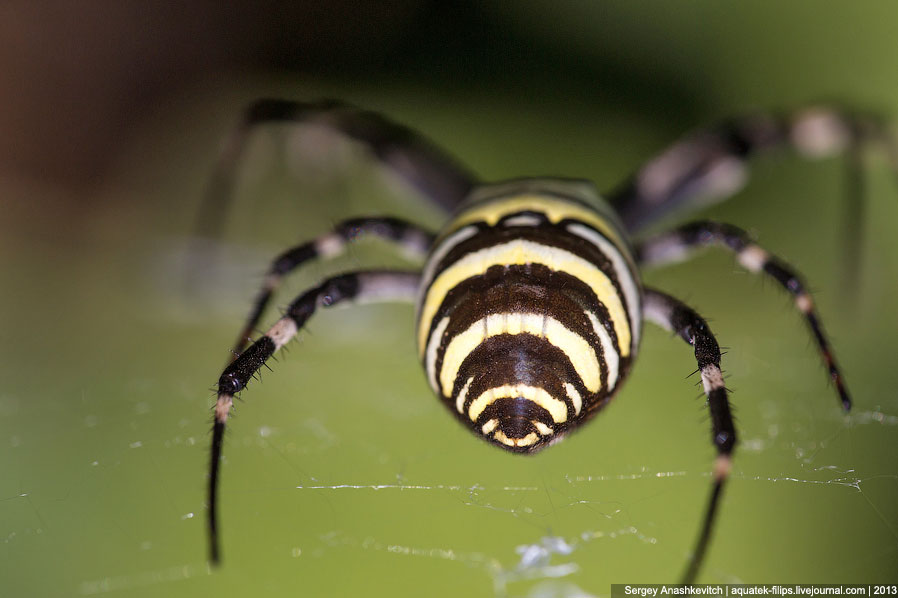 Пауки крыма – подборка фото самых интересных и опасных паукообразных