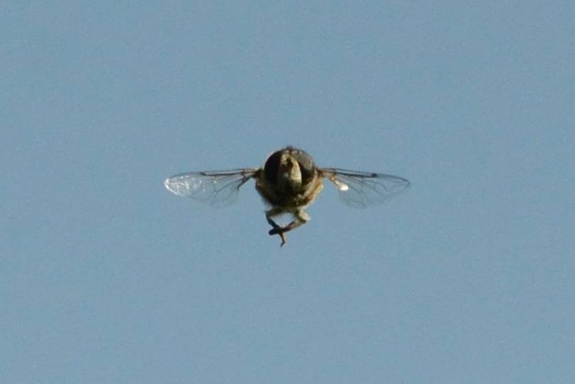 Скорость мухи, как летает муха - читайте!