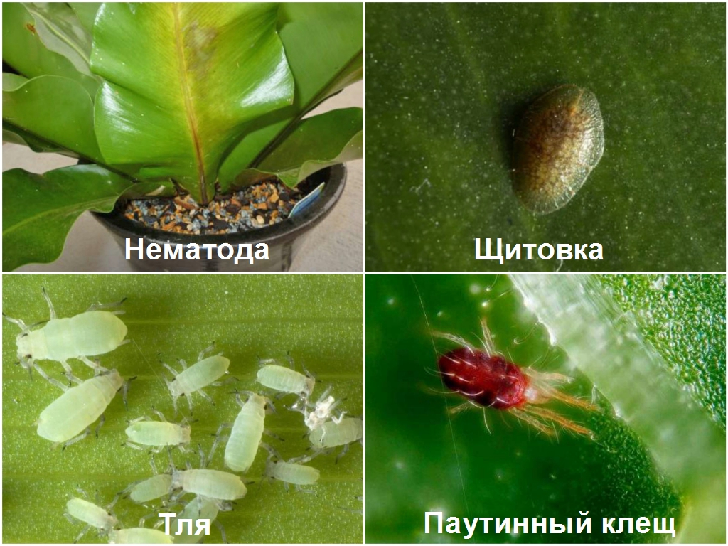 Вредители комнатных растений с фото и названиями