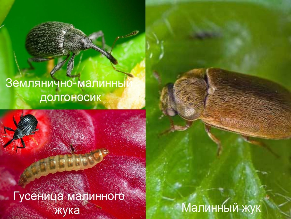 Жук малинный | справочник пестициды.ru