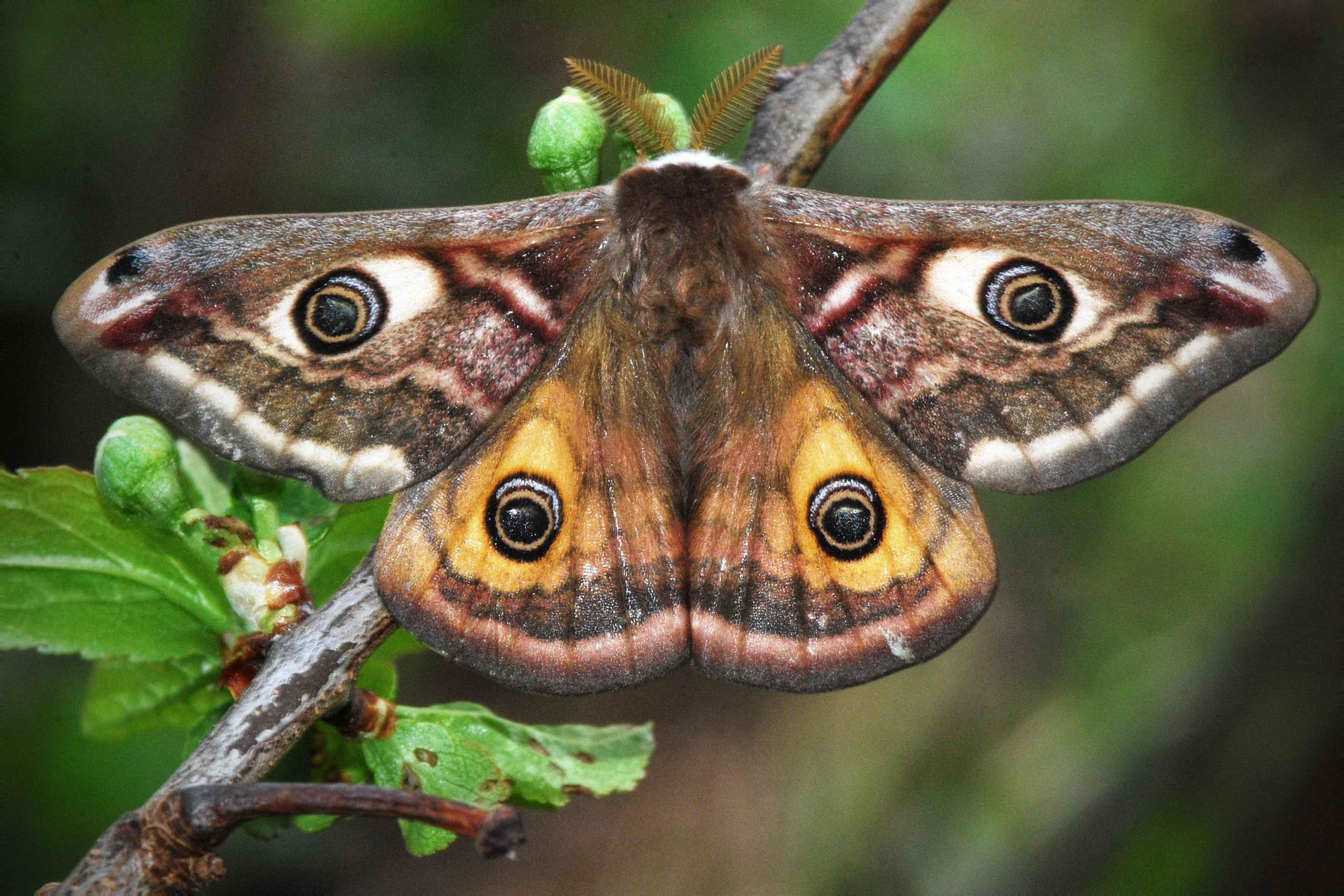Бабочка с глазами на крыльях: удивительный павлиний глаз