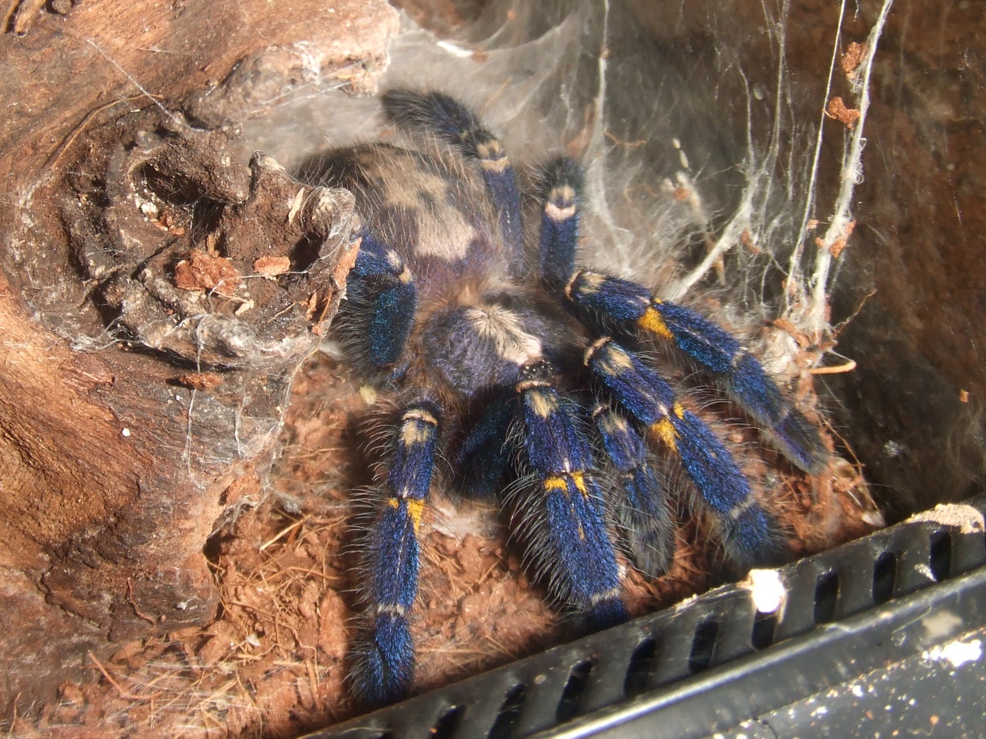 Пауки птицееды ядовитый или нет. Poecilotheria Metallica паук. Паук птицеед металлика. Poecilotheria Metallica (паук металлика). Металлический древесный паук птицеед.