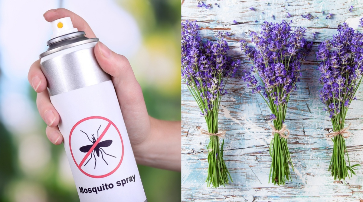 Какие растения отпугивают комаров – топ 5 репеллентов на грядке — agroxxi