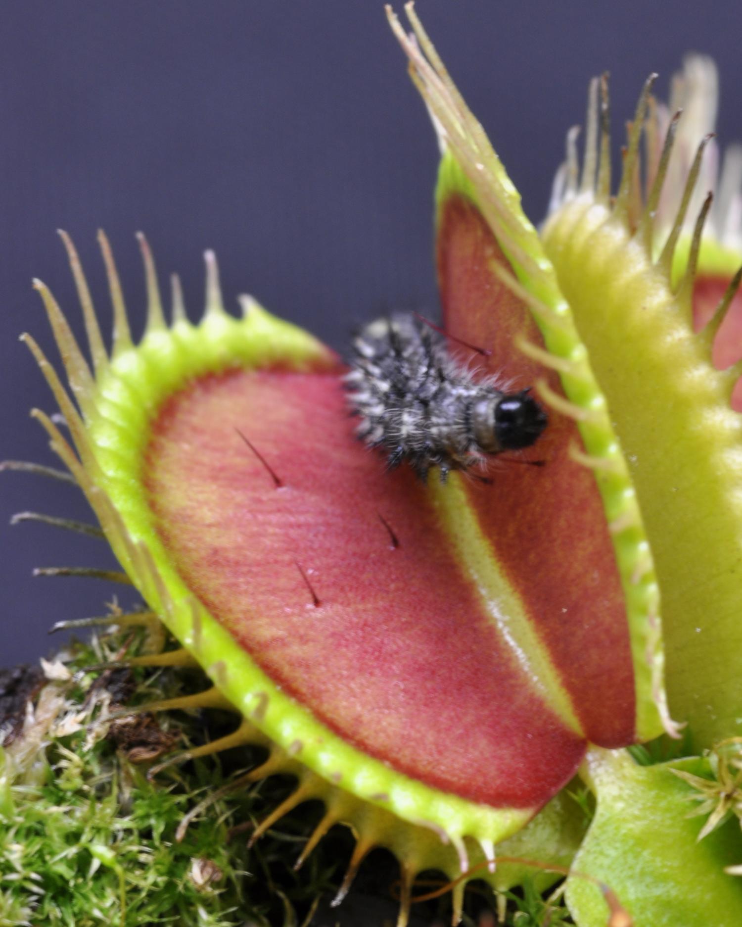 Название, описание и фото растения, которое ест мух