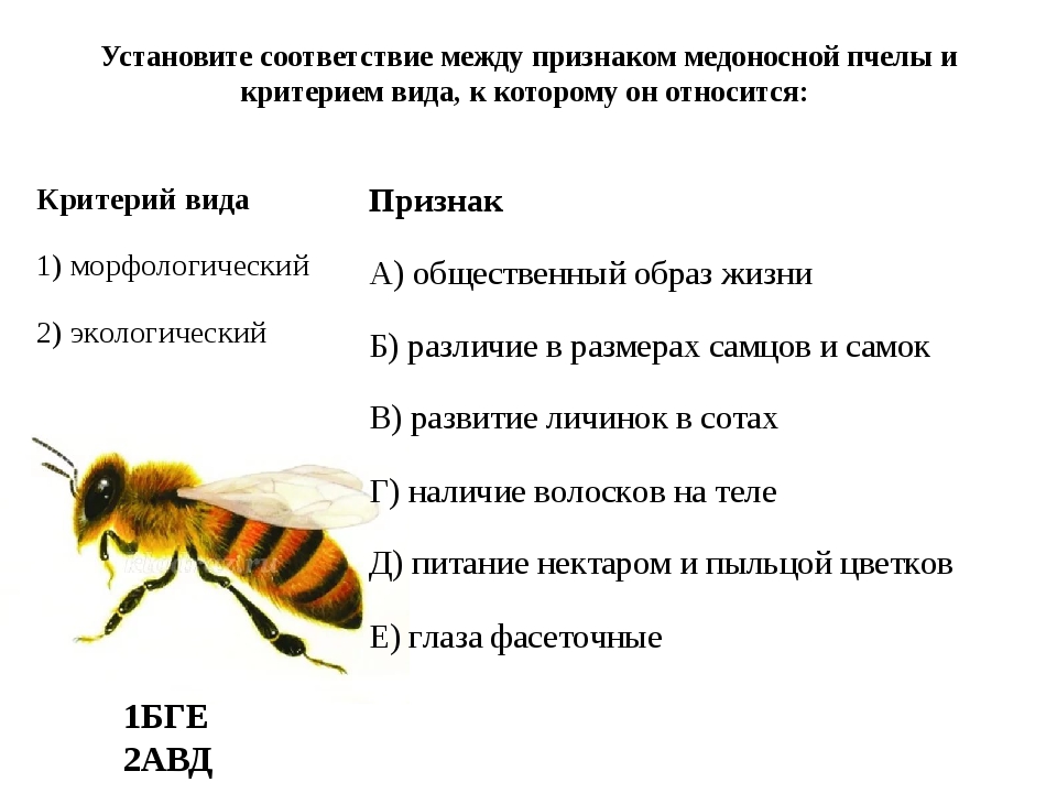 Все о медоносных пчелах