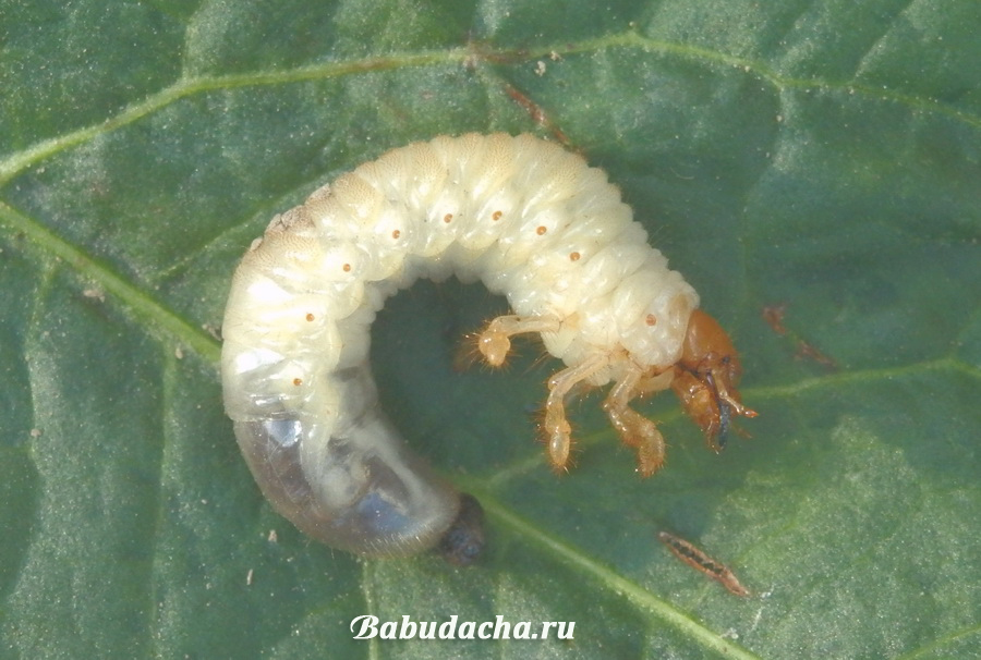 Хрущ, или майский жук — как бороться с вредителем? описание, личинка, как избавиться. фото