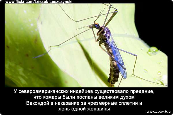 Интересные факты о комарах – увлекательно о простом
