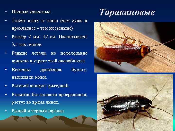 Тараканы: описание и строение насекомого, как выглядит на фото, виды, среда обитания, особенности питания и размножения русский фермер