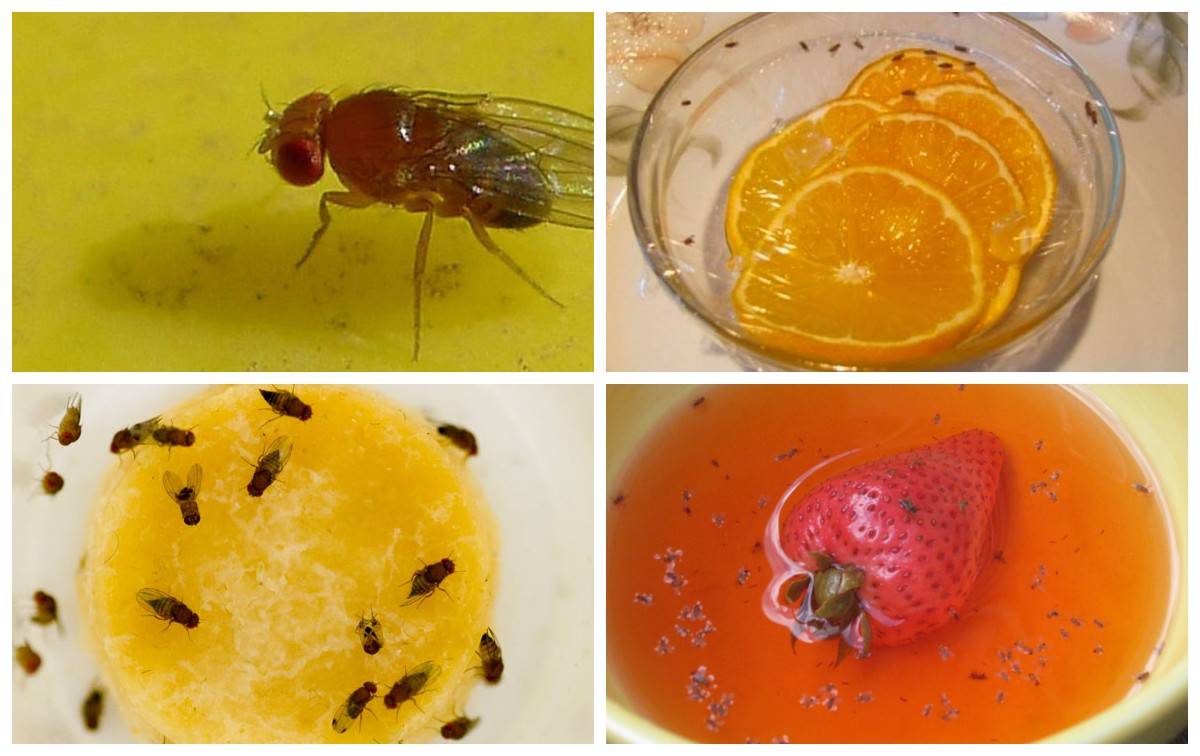 Как избавиться от мух в доме и на улице: лучшие способы борьбы с мухами