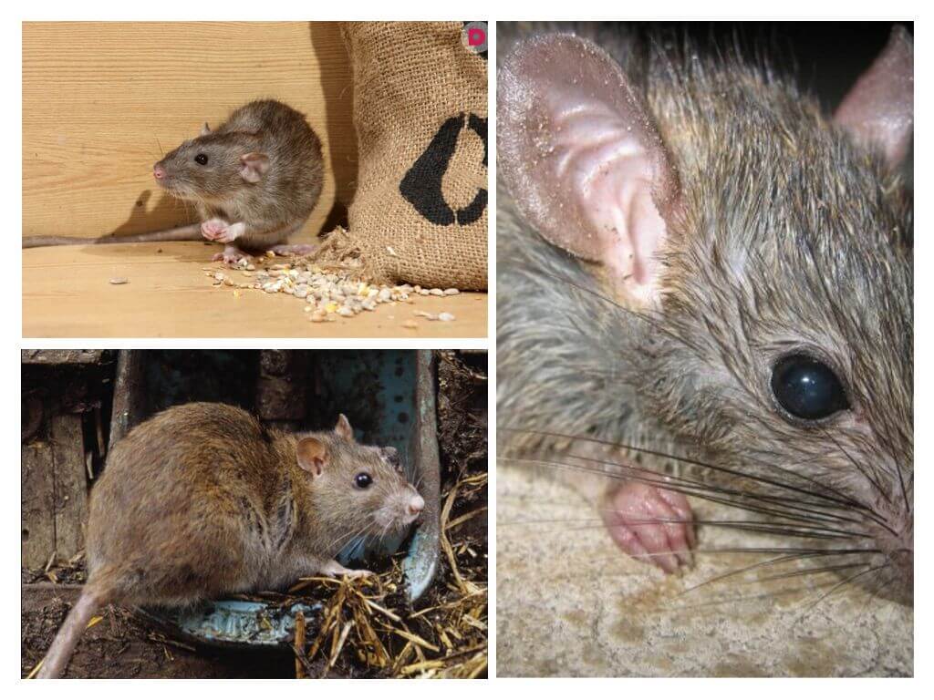 Укус крысы: первая помощь, последствия, профилактика