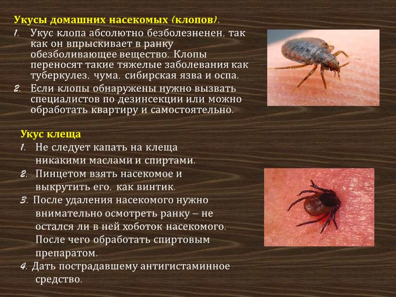 ᐉ водяные клопы гладыш и водомерка: как выглядят, фото укусов, опасность для человека, видео - zoovet24.ru