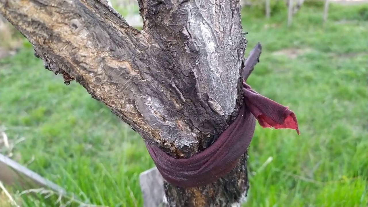 Как избавиться от муравьев на деревьях: способы и средства