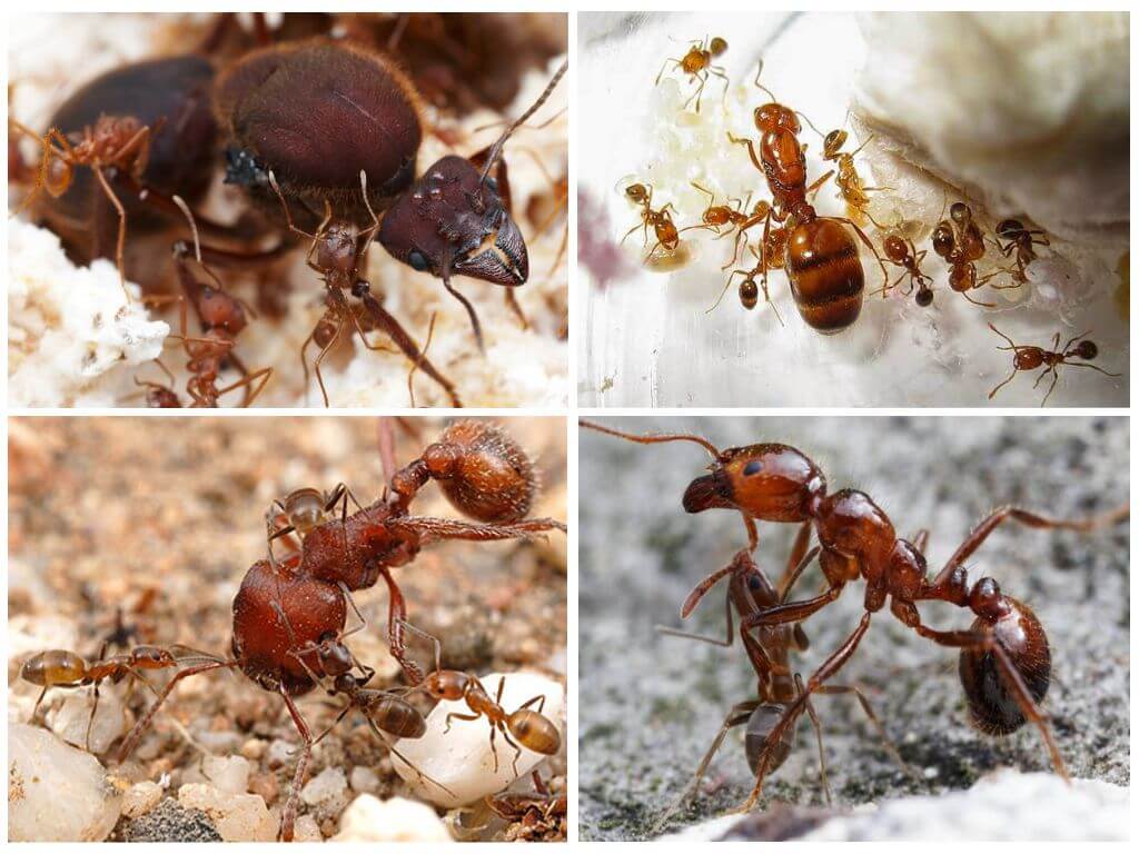 Виды муравьев: строение, как зимуют, как размножаются