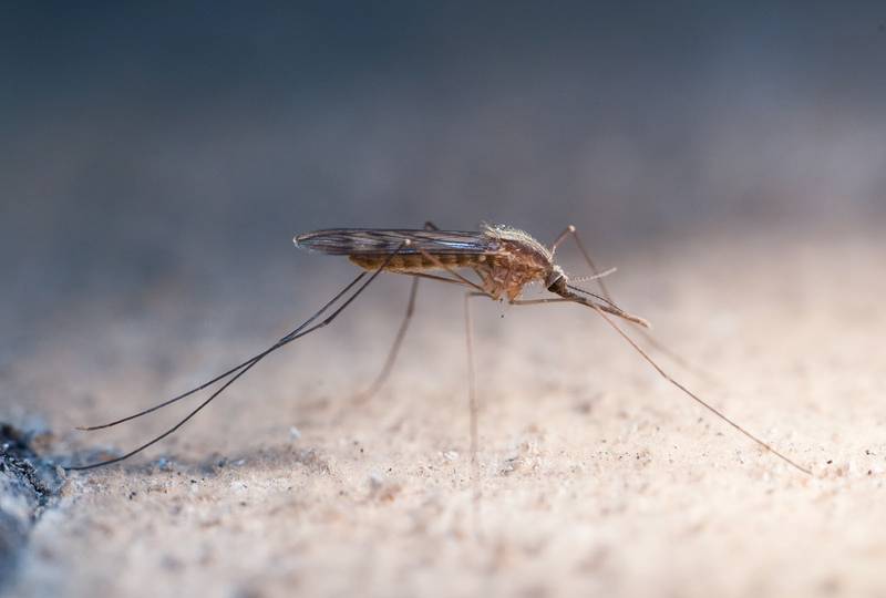 ​50 интересных фактов о комарах — общенет