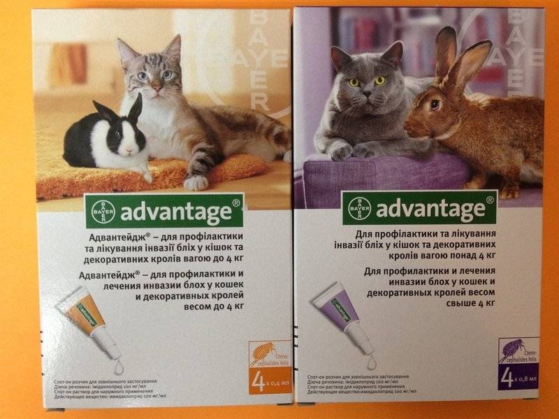 Капли от блох "адвантейдж" для кошек - инструкция и противопоказания