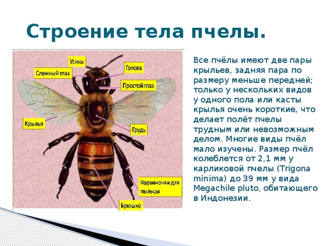 Чем отличается оса от пчелы – руководство по идентификации, фото