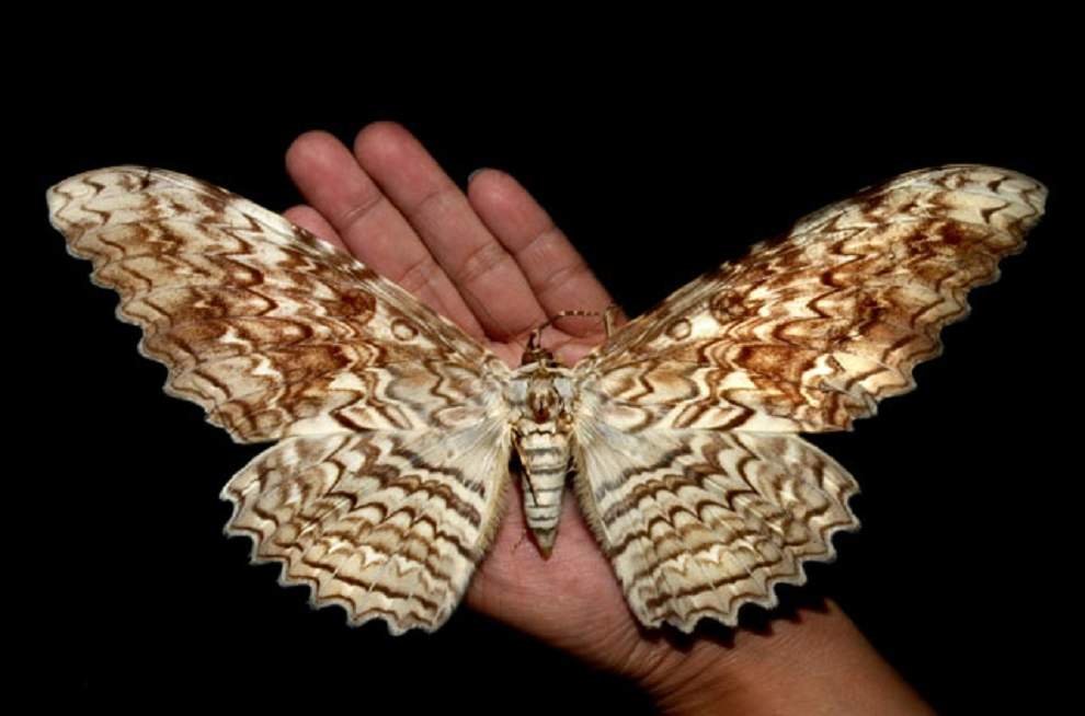 Бабочка бразильская Совка: одна из самых крупных представителей