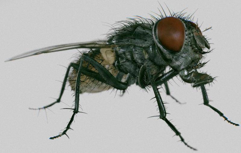 Почему осенью кусаются мухи? причины, фото и видео