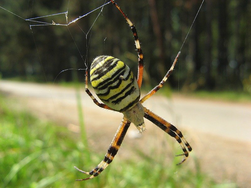 Опасен ли для человека паук крестоносец – среда обитания и разновидности насекомого | дезинфекция, дезинсекция, дератизация - информационный портал