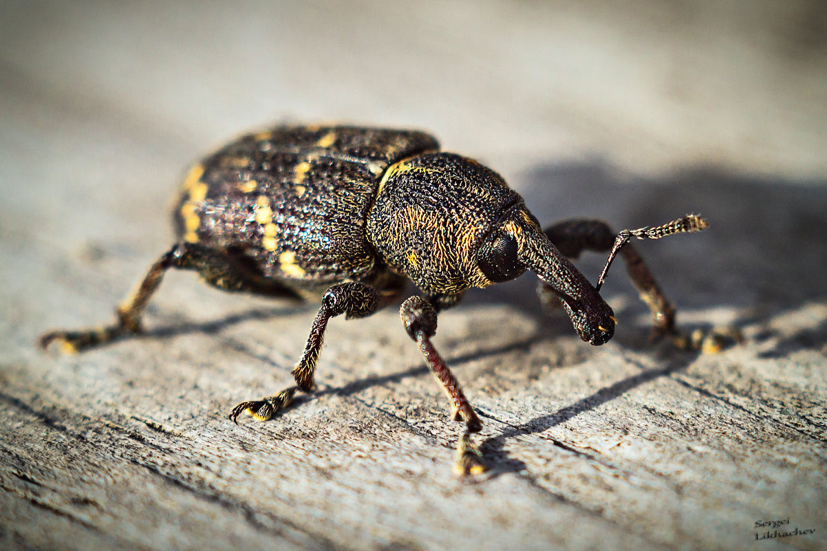 Жук долгоносик. образ жизни и среда обитания жука долгоносика | животный мир