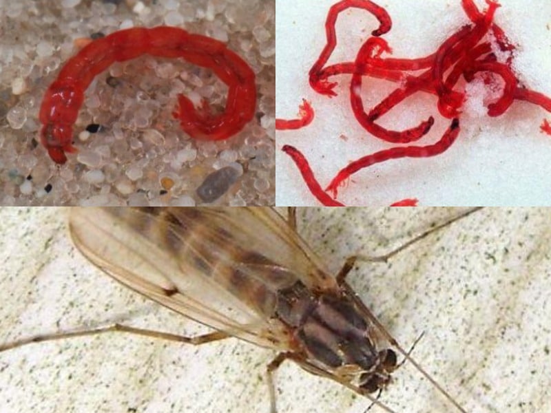 Личинки комаров: как превращаются в куколки и что потом, где происходит развитие?