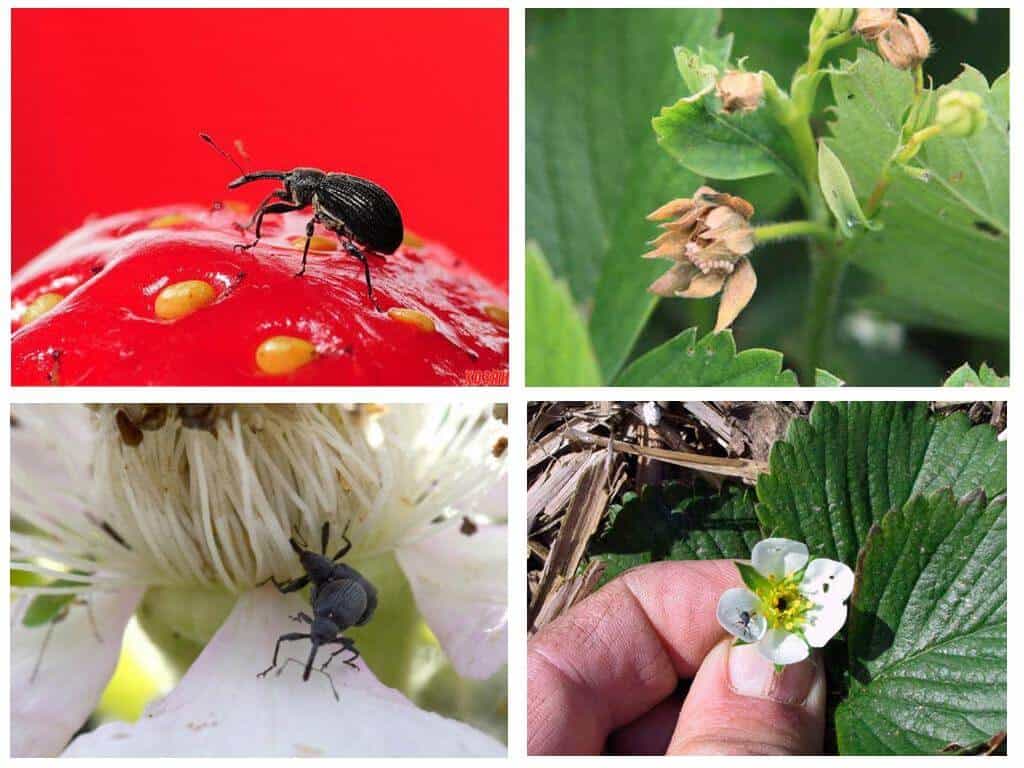 О жуке малинном (малиновом) и других вредителях: методы борьбы и профилактики