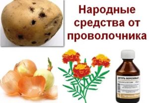 Эффективные способы, как избавиться от проволочника на участке с картофелем: обзор препаратов, народных средств и полезных рекомендаций