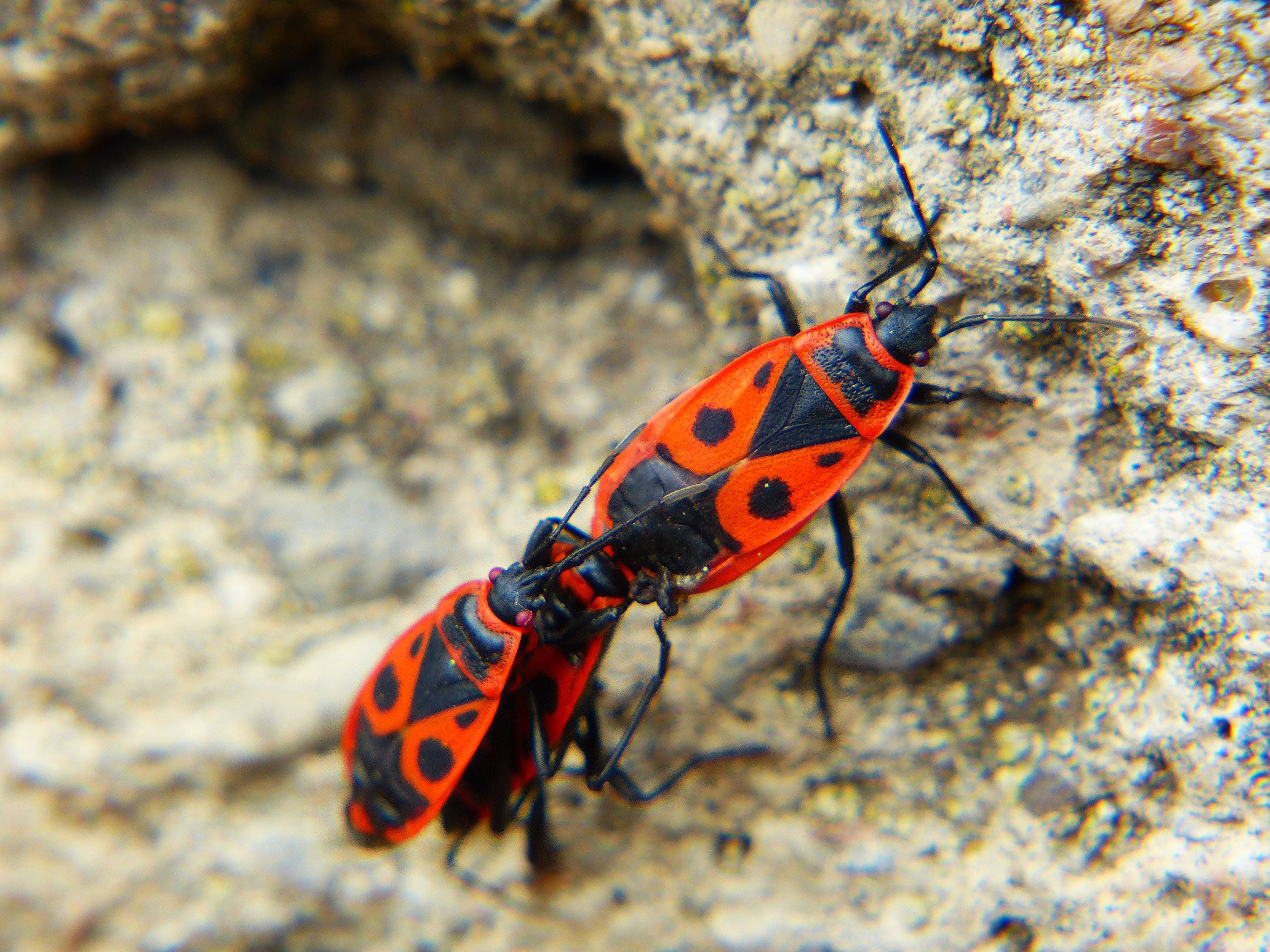 Клоп-солдатик – Pyrrhocoris apterus