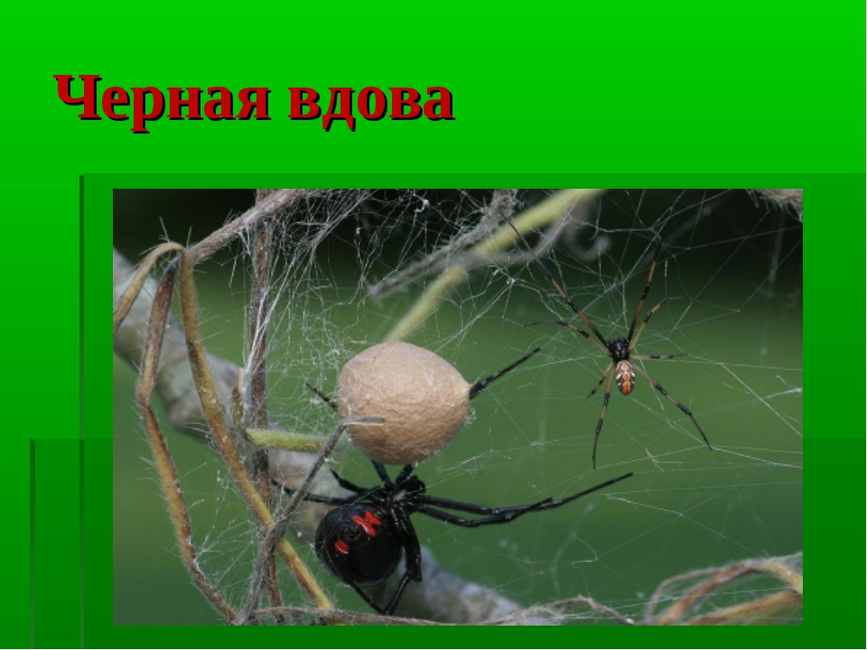 Жизненный цикл пауков-скакунов: от яйца до взрослой особи