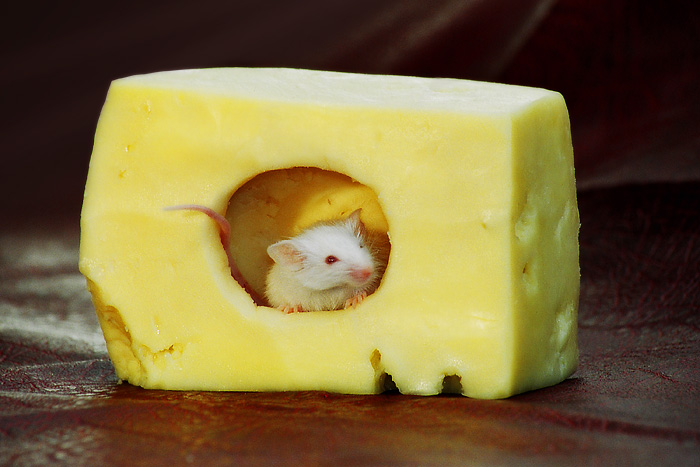 На самом деле мыши не любят сыр. едят ли мыши сыр