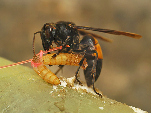 Песочные осы: жизненный цикл, питание и вред от насекомых для человека