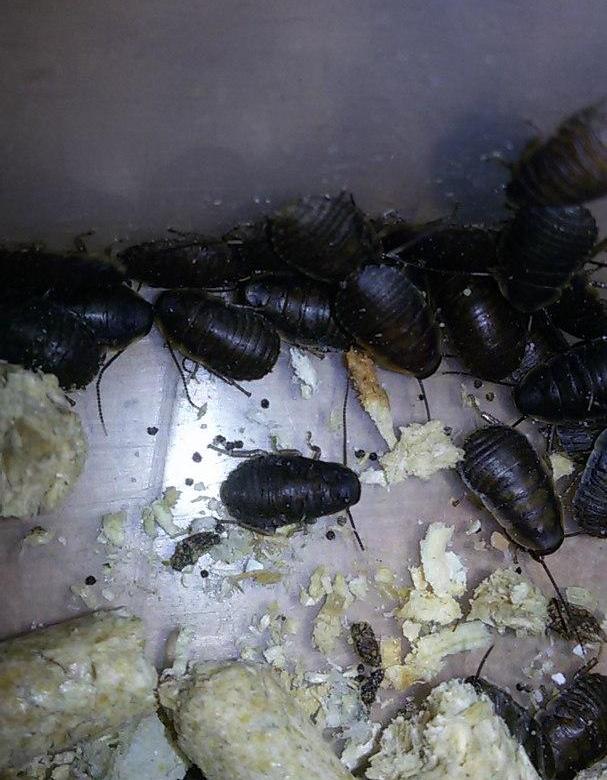 7 фактов из жизни шипящего мадагаскарского таракана