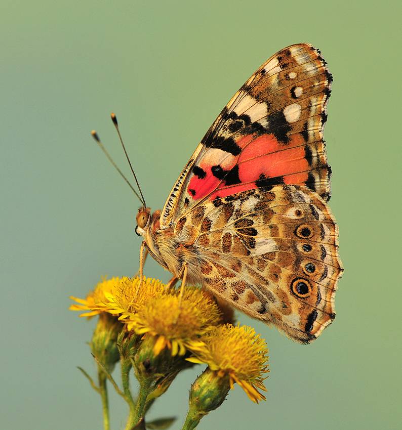 Бабочка репейница – интересные подробности жизни