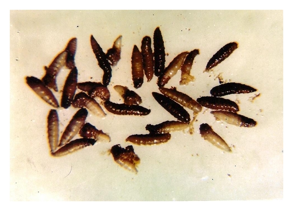 Миазы. болезни вызываемые мухами и оводами