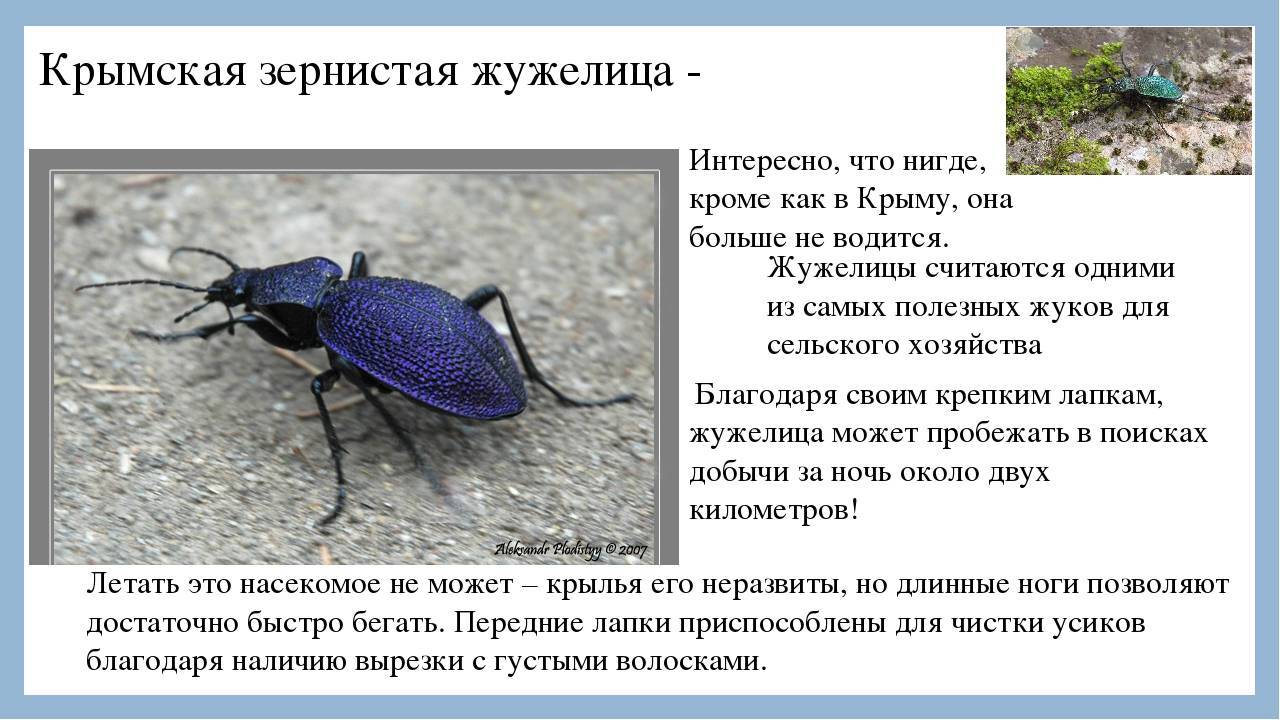 Жужелица: фото жука, вред для человека и растений, методы борьбы