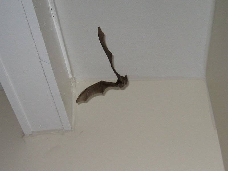 Мышь в натяжном потолке что делать