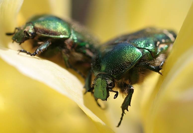 Бронзовка золотистая — описание, вред зеленого блестящего жука для растений и методы борьбы с насекомым