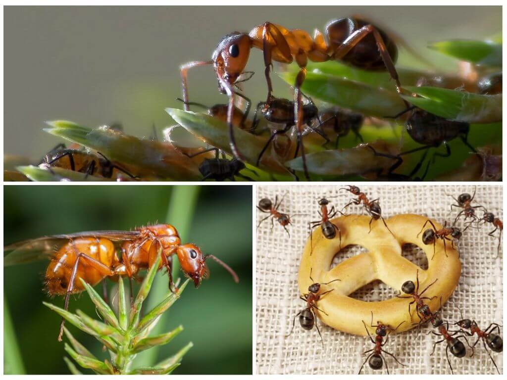 Кто ест муравьев. враги муравьев или кто их ест | дачная жизнь