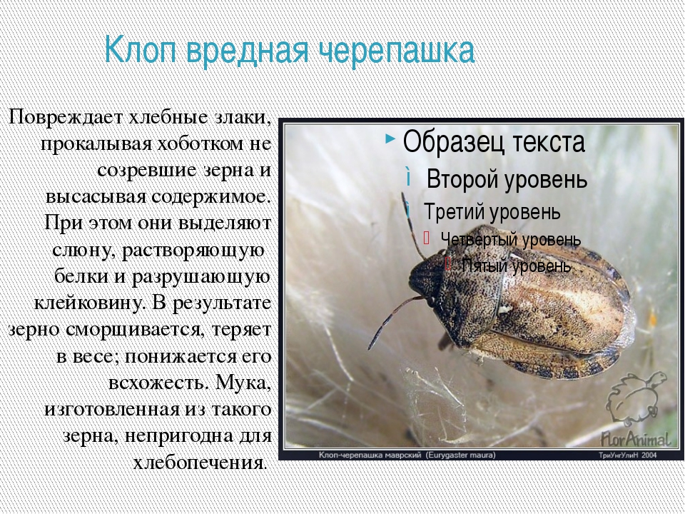 Клоп вредная черепашка | справочник пестициды.ru