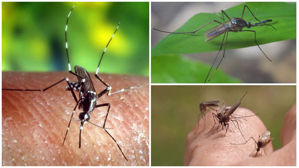 Где и как размножаются комары — видео, фото, описание