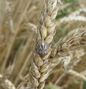 Haplothrips tritici: внешний вид и жизненный цикл вредителя зерновых культур
