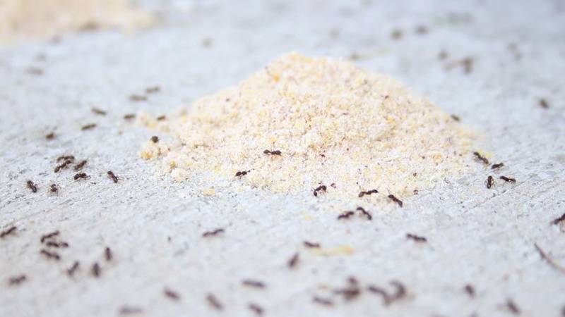 Пшено и манка против муравьёв: принцип действия, применение