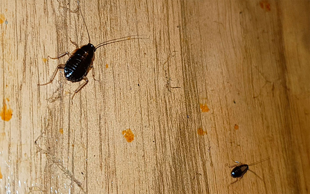 Черные тараканы в квартире: фото, чем питаются, как от них избавиться русский фермер
