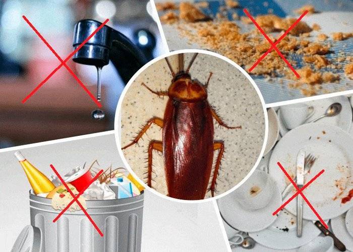 Чего боятся тараканы больше всего: в квартире или доме