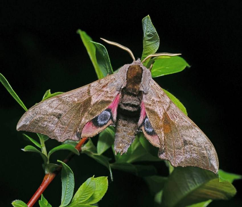 Олеандровый бражник – бабочка, путешествующая между континентами