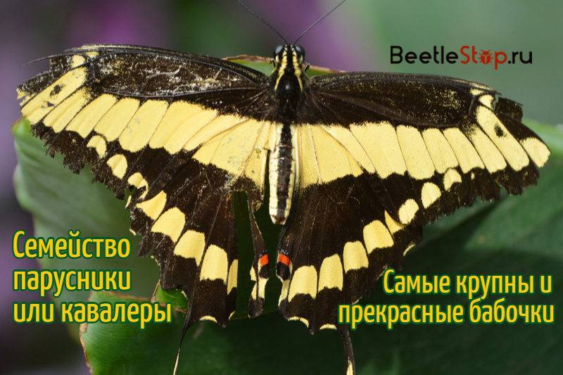 Самые красивые бабочки в мире – описание с фото