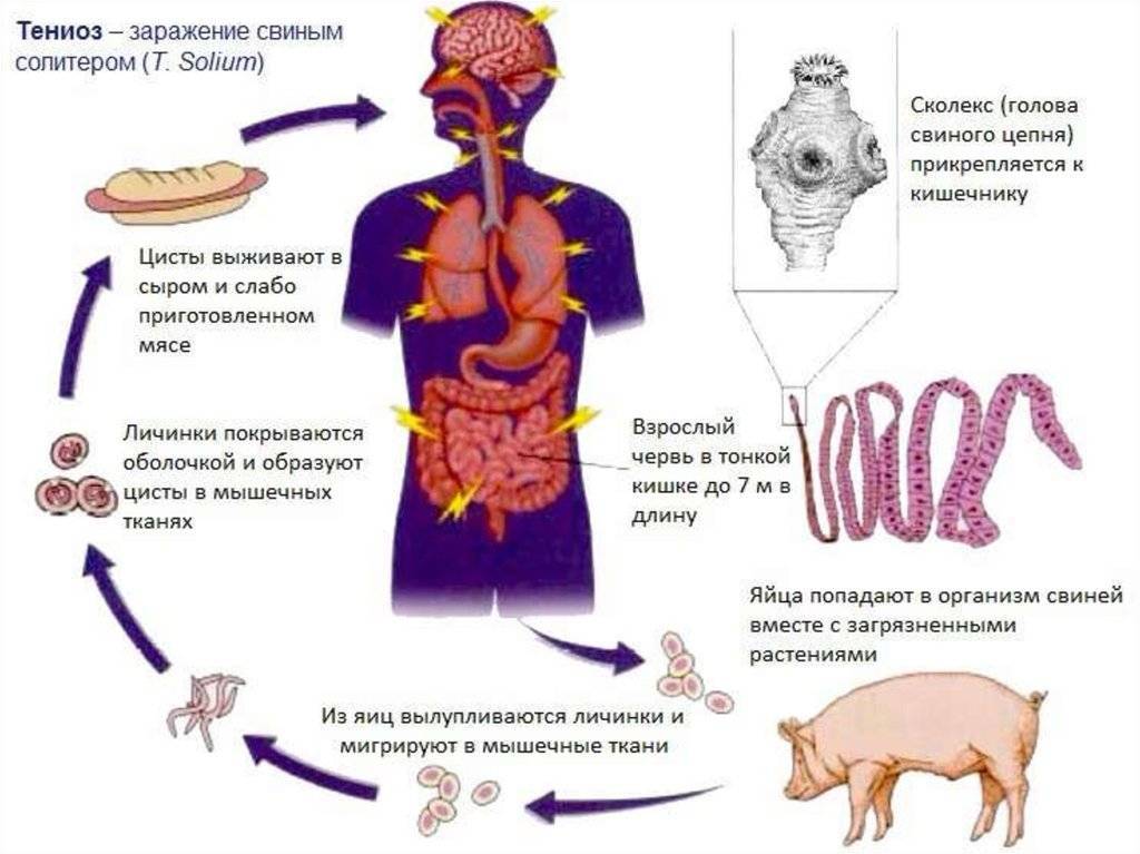 Бычий цепень жизненный цикл у человека фото признаки и лечение