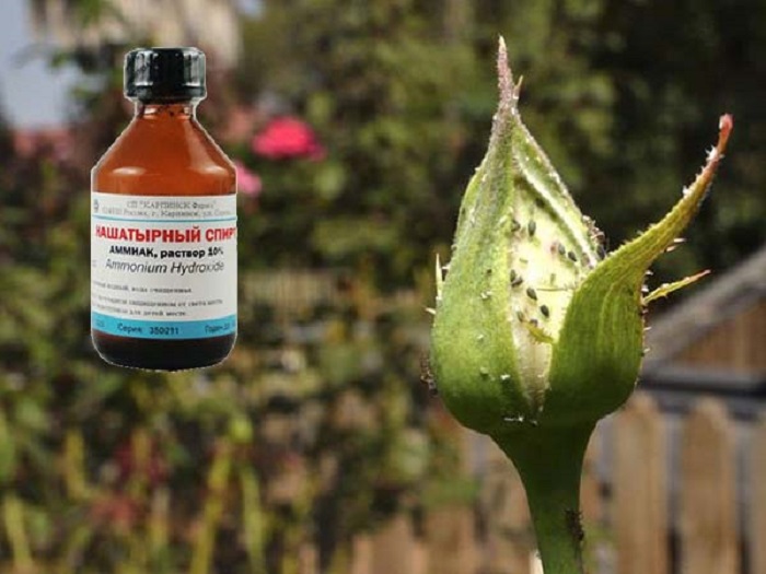 Тля на розах: народные средства, эффективные химикаты