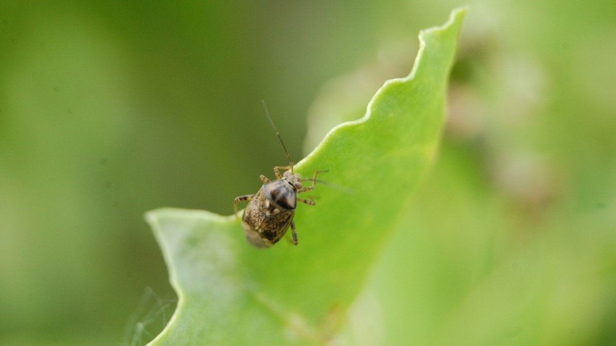 Как бороться со свекловичной мухой в огороде